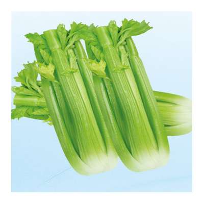 good quality fresh celery for sale